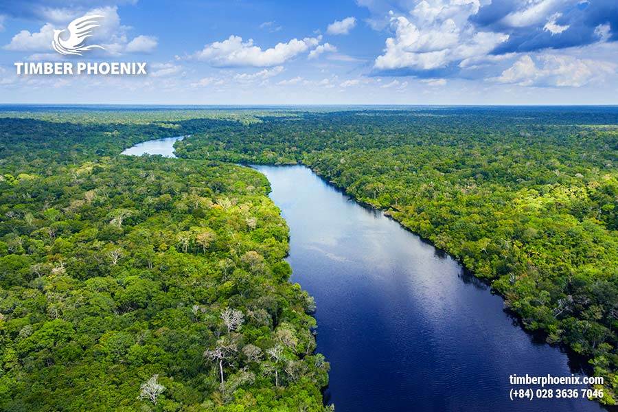 Tp Co Bao Nhieu Loai Rung Dau La Nhung Cach De Phan Loai Rung Pho Bien 12