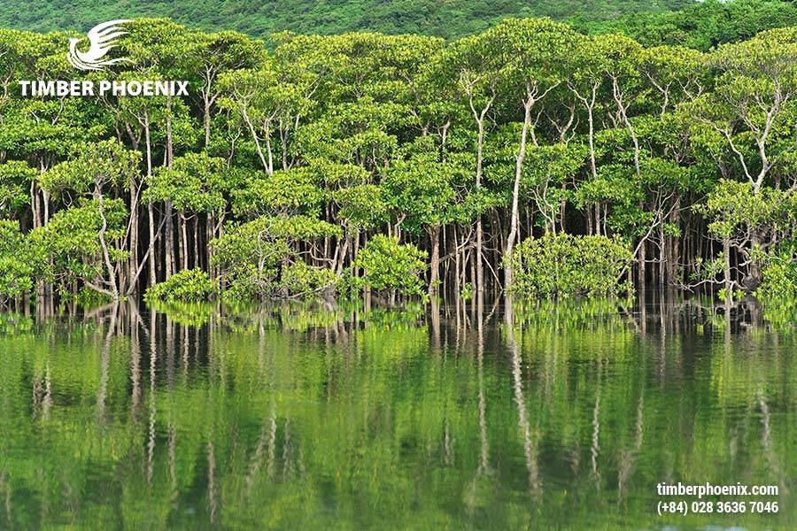 Tp Co Bao Nhieu Loai Rung Dau La Nhung Cach De Phan Loai Rung Pho Bien 14