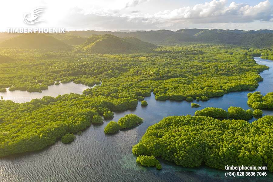 Tp Co Bao Nhieu Loai Rung Dau La Nhung Cach De Phan Loai Rung Pho Bien 17