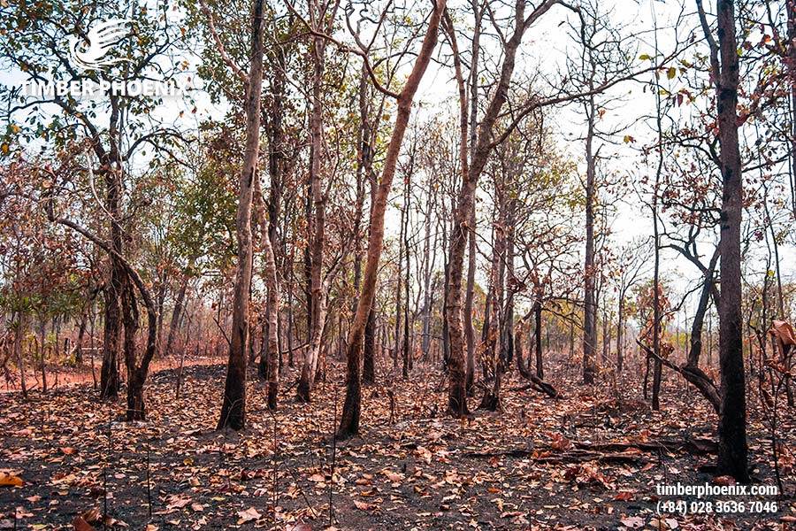 Tp Co Bao Nhieu Loai Rung Dau La Nhung Cach De Phan Loai Rung Pho Bien 19