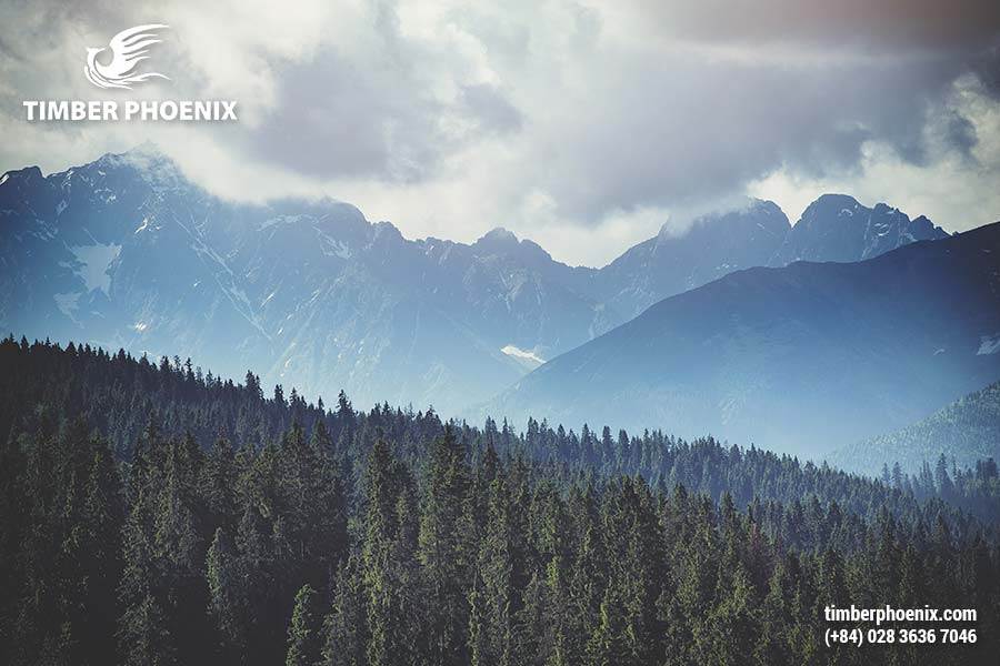 Tp Co Bao Nhieu Loai Rung Dau La Nhung Cach De Phan Loai Rung Pho Bien 22