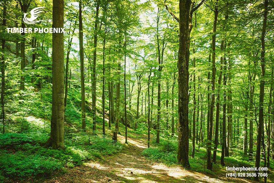 Tp Co Bao Nhieu Loai Rung Dau La Nhung Cach De Phan Loai Rung Pho Bien 24