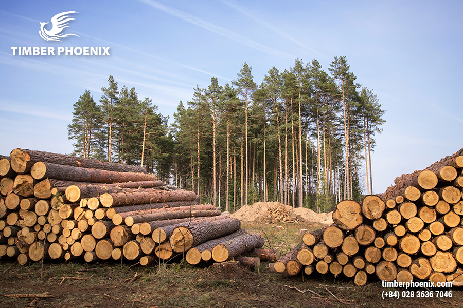 Tp Cac Giai Doan Cua Vong Doi SaCác giai đoạn của vòng đời sản phẩm trong ngành gỗan Pham Trong Nganh Go 03