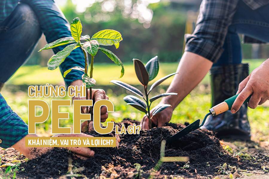 Chứng chỉ PEFC là gì? Khái niệm, vai trò và lợi ích?