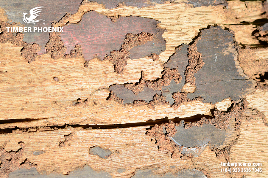 Đặc tính của gỗ là gì? Gỗ có những đặc tính nào?