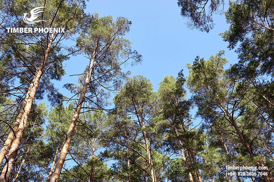 Gỗ công nghiệp là gì? Đặc điểm và ứng dụng.