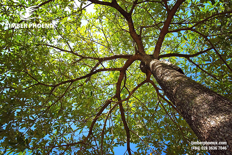 Tp Go Tu Nhien La Gi Dac Diem Va Ung Dung 06