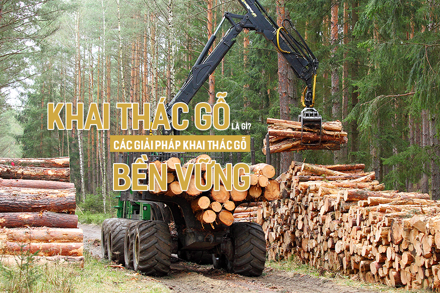 Khai thác gỗ là gì? Các giải pháp khai thác gỗ bền vững