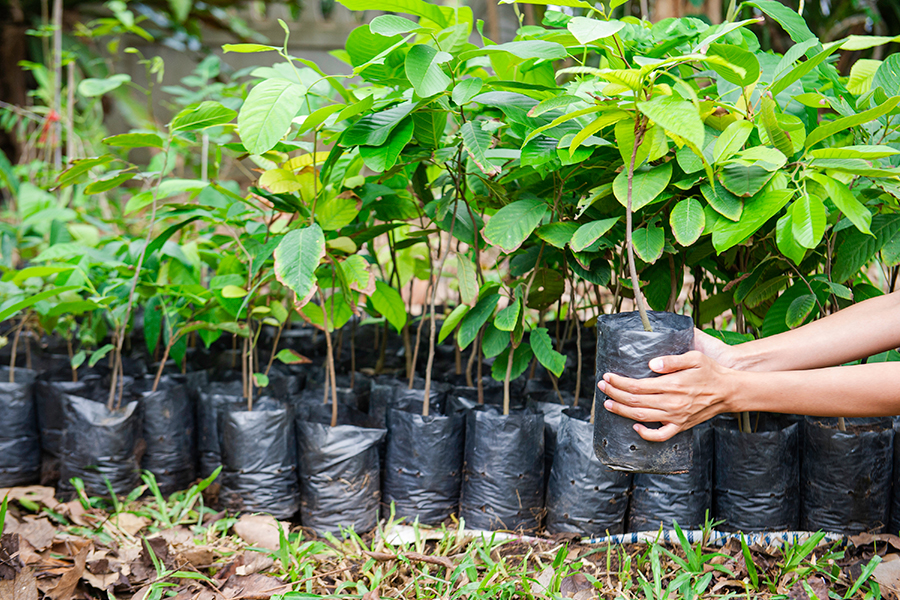 Làm sao để phát triển bền vững nguyên liệu gỗ?