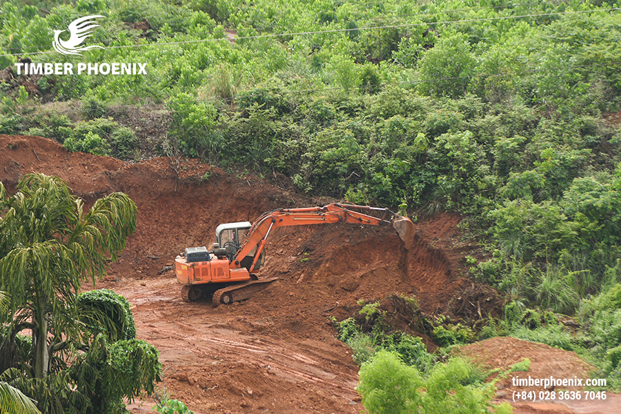 Mất rừng là gì? Các nguyên nhân gây mất rừng?