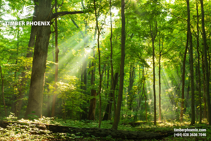 Mất rừng là gì? Các nguyên nhân gây mất rừng?