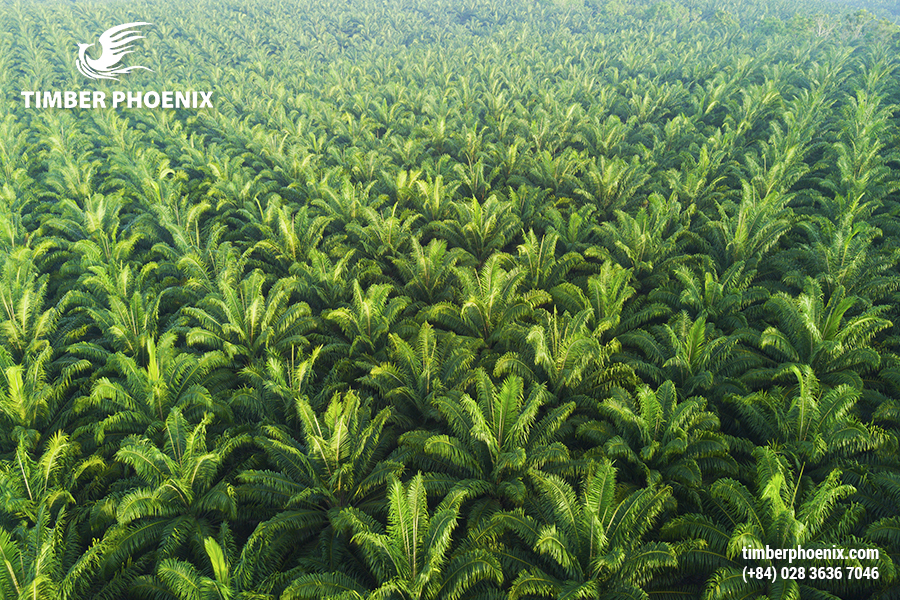 Mất rừng là gì? Các nguyên nhân gây mất rừng?