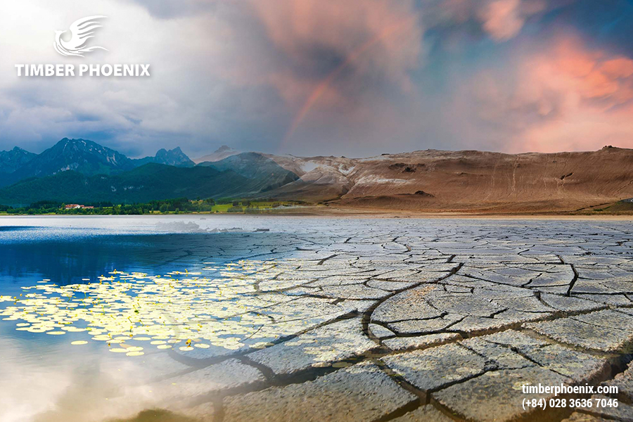 Mất rừng là gì? Các nguyên nhân gây mất rừng?