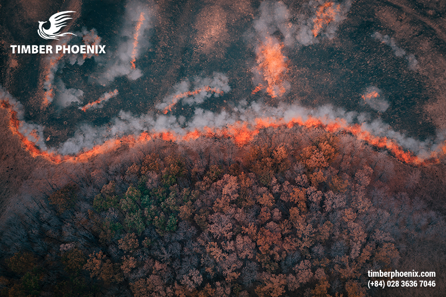 Mất rừng là gì? Các nguyên nhân gây mất rừng?