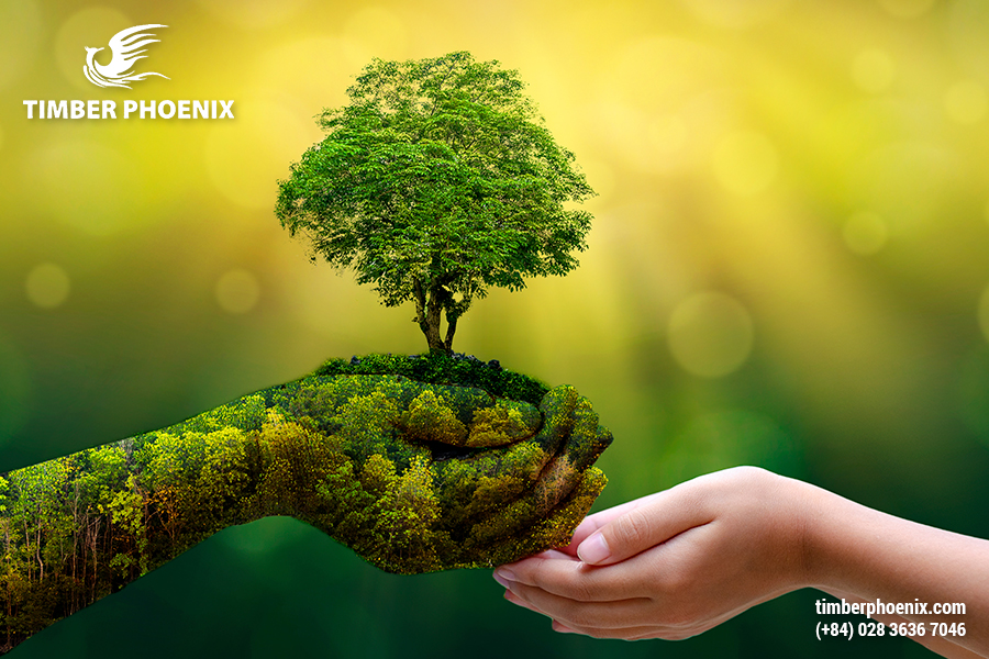 Mất rừng là gì? Các nguyên nhân gây mất rừng?