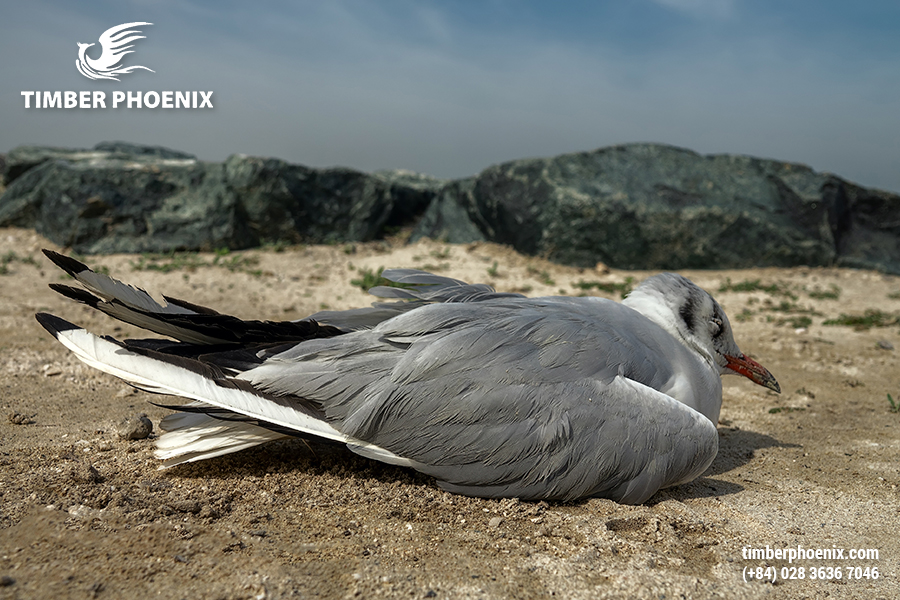 Ô nhiễm môi trường là gì? Các mức độ ô nhiễm nguy hại?