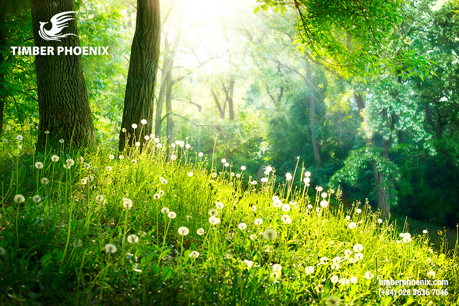 Phân tích tác động môi trường của ngành công nghiệp gỗ.