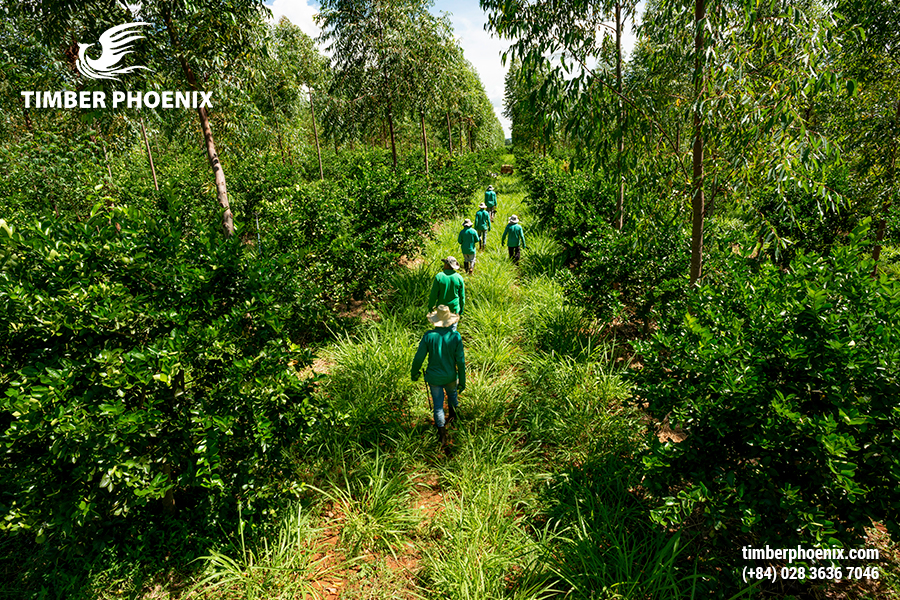 Phân tích tác động môi trường của ngành công nghiệp gỗ.