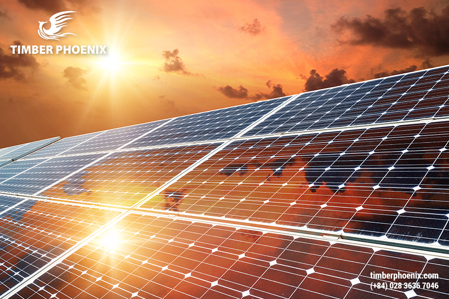 Phân tích tác động môi trường của ngành công nghiệp gỗ.