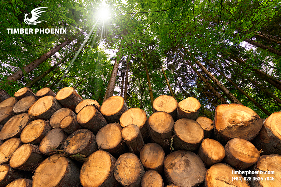 Quản lý rừng bền vững là gì? Ý nghĩa và nguyên tắc.