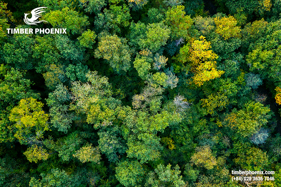 Vì sao phát triển bền vững đóng vai trò quan trọng trong xã hội?