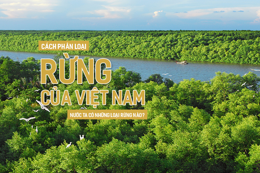 Cách phân loại rừng của Việt Nam? Nước ta có những loại rừng nào?