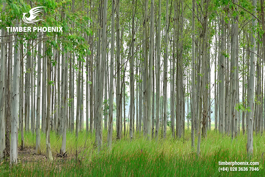 Giấy làm từ gì? Quy trình sản xuất giấy tiêu chuẩn.