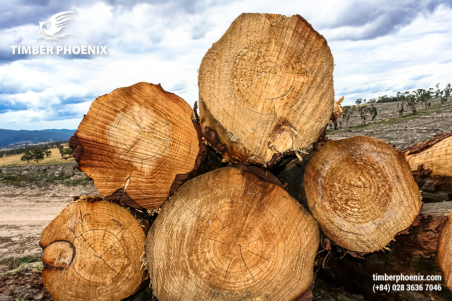 Gỗ nhập khẩu là gì? Danh sách các loại gỗ nhập khẩu phổ biến.