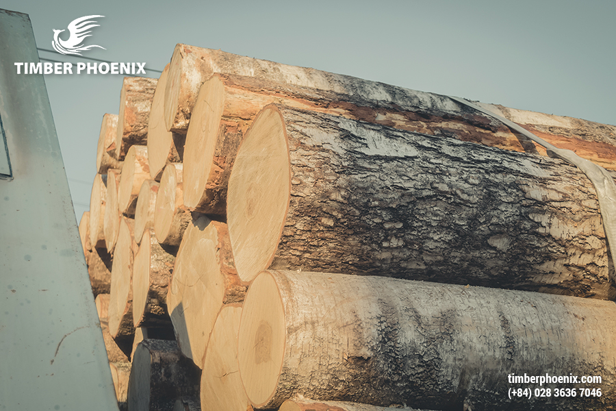 Gỗ nhập khẩu là gì? Danh sách các loại gỗ nhập khẩu phổ biến.