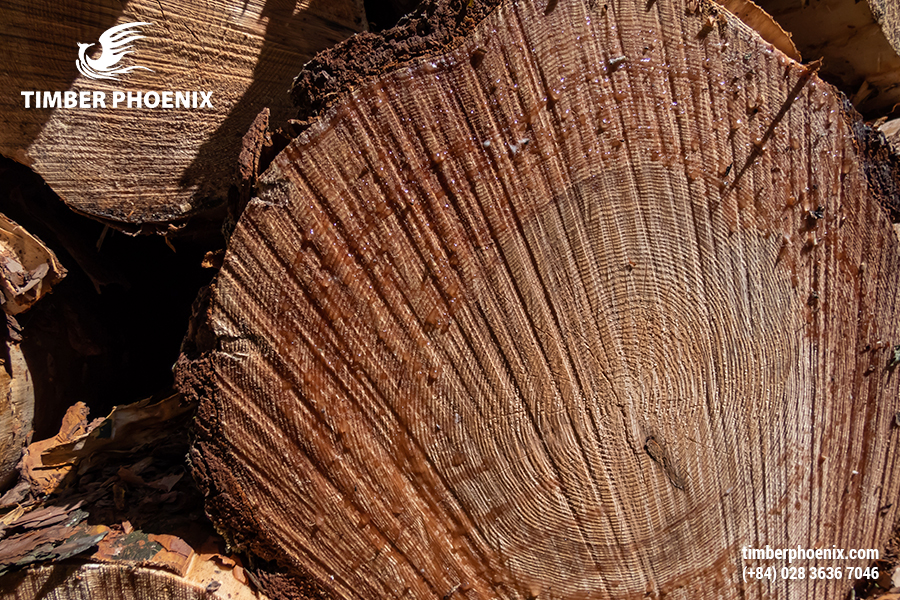 Gỗ nhập khẩu là gì? Danh sách các loại gỗ nhập khẩu phổ biến.