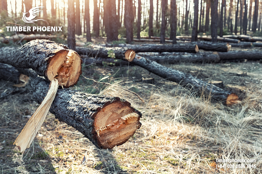 Khai thác gỗ bất hợp pháp là gì? Định nghĩa, nguy hại và biện pháp.