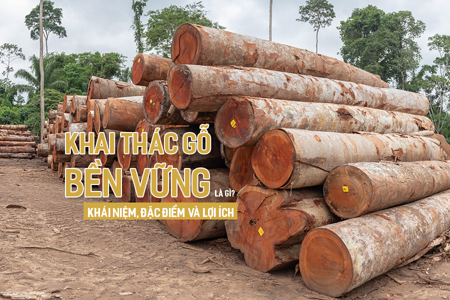 Khai thác gỗ bền vững là gì? Khái niệm, đặc điểm và lợi ích.