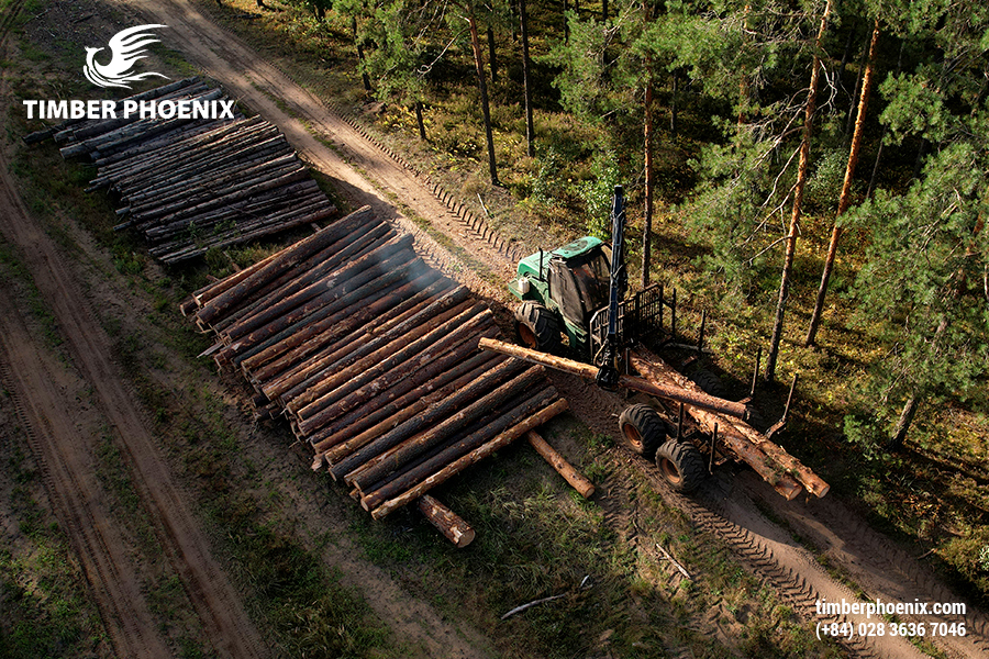 Khai thác gỗ hợp pháp là gì? Khái niệm, đặc điểm và cách xác minh.