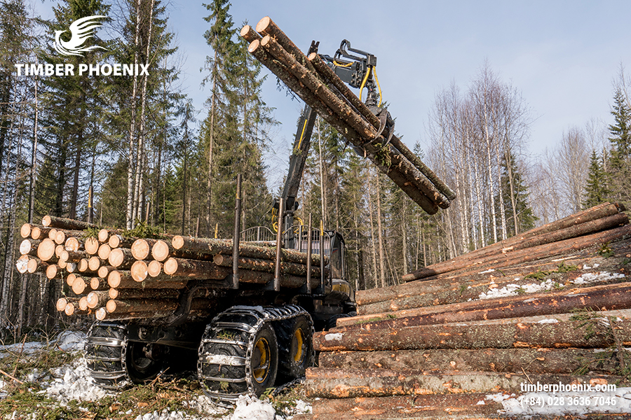 Khai thác gỗ hợp pháp là gì? Khái niệm, đặc điểm và cách xác minh.