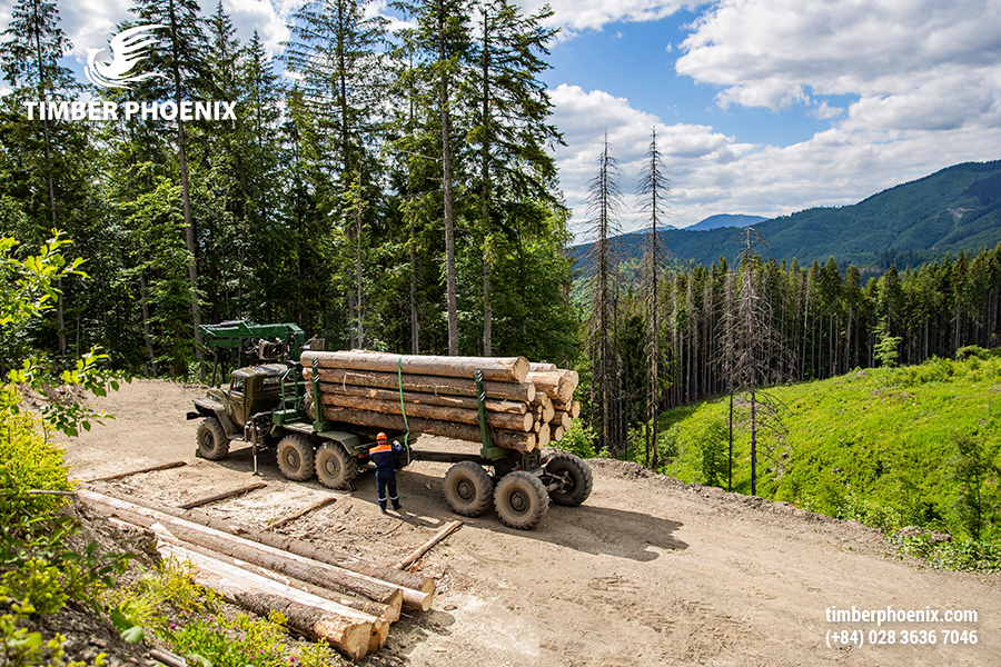 Khai thác gỗ hợp pháp là gì? Khái niệm, đặc điểm và cách xác minh.