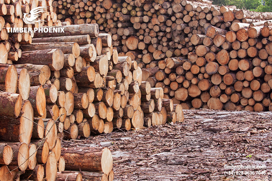 Muốn mua gỗ thô giá sỉ uy tín tìm ở đâu?