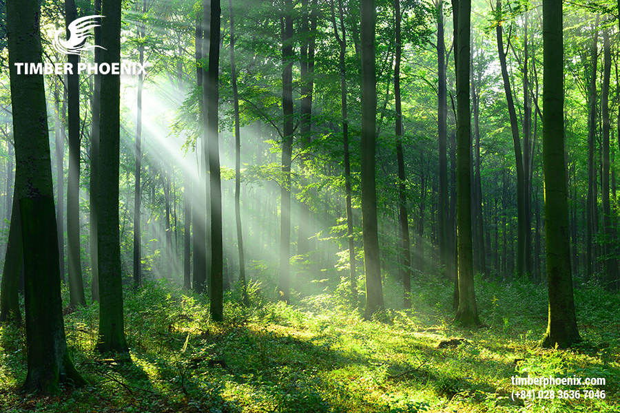 Sự khác biệt và mối liên hệ giữa rừng tự nhiên và rừng trồng.