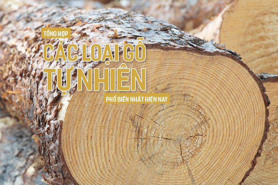 Tổng hợp các loại gỗ tự nhiên phổ biến nhất hiện nay.