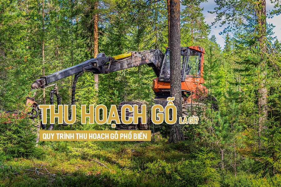 Thu hoạch gỗ là gì? Quy trình thu hoạch gỗ phổ biến.