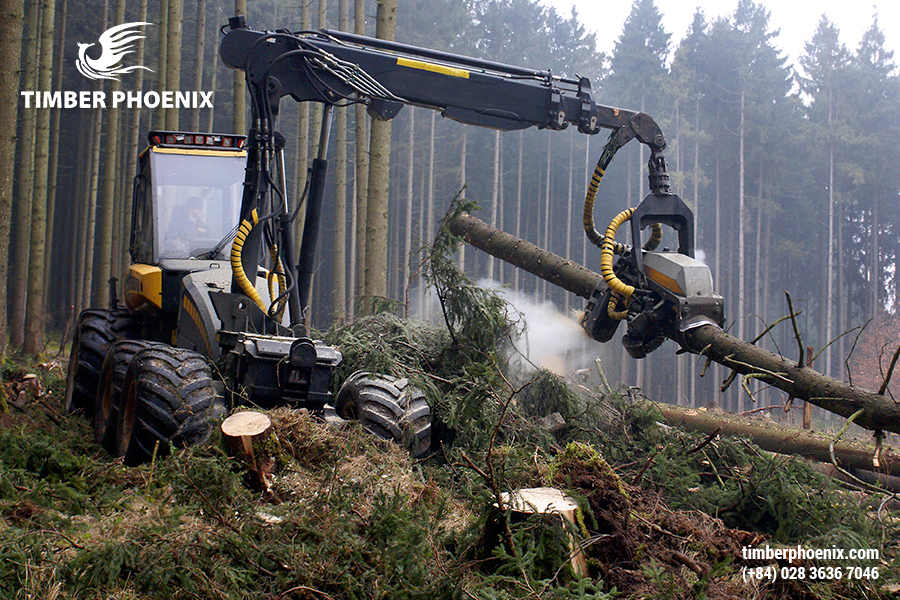 Thu hoạch gỗ là gì? Quy trình thu hoạch gỗ phổ biến.