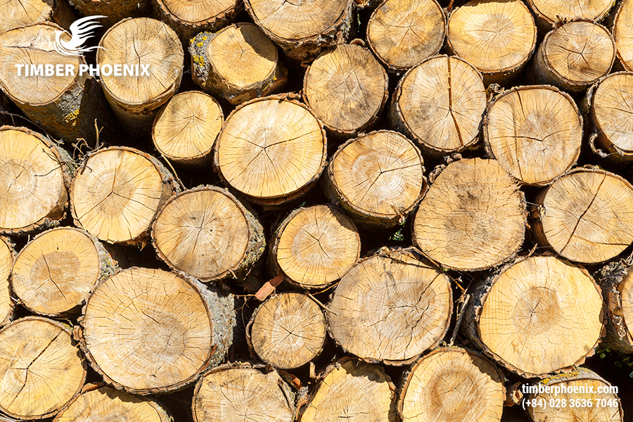 Thu hoạch gỗ là gì? Quy trình thu hoạch gỗ phổ biến.