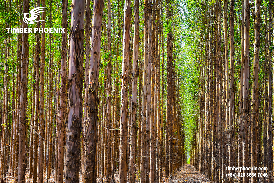 Thu hoạch gỗ là gì? Quy trình thu hoạch gỗ phổ biến.