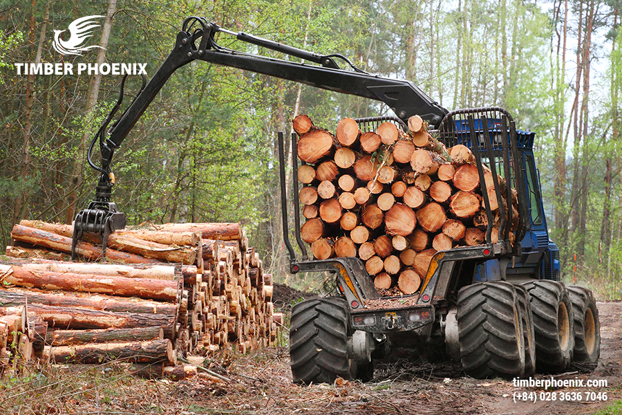 Thu hoạch gỗ là gì? Quy trình thu hoạch gỗ phổ biến.