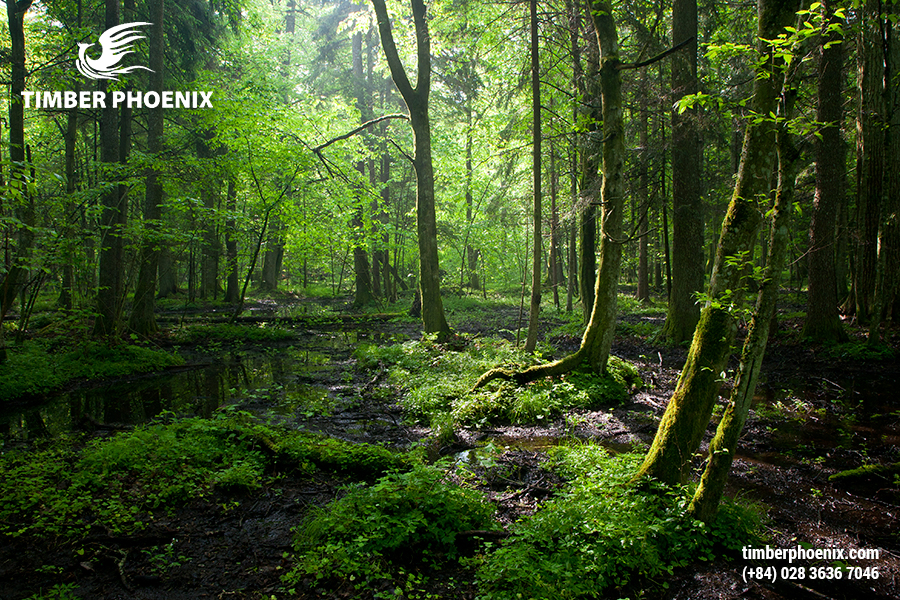 Thu hoạch gỗ là gì? Quy trình thu hoạch gỗ phổ biến.