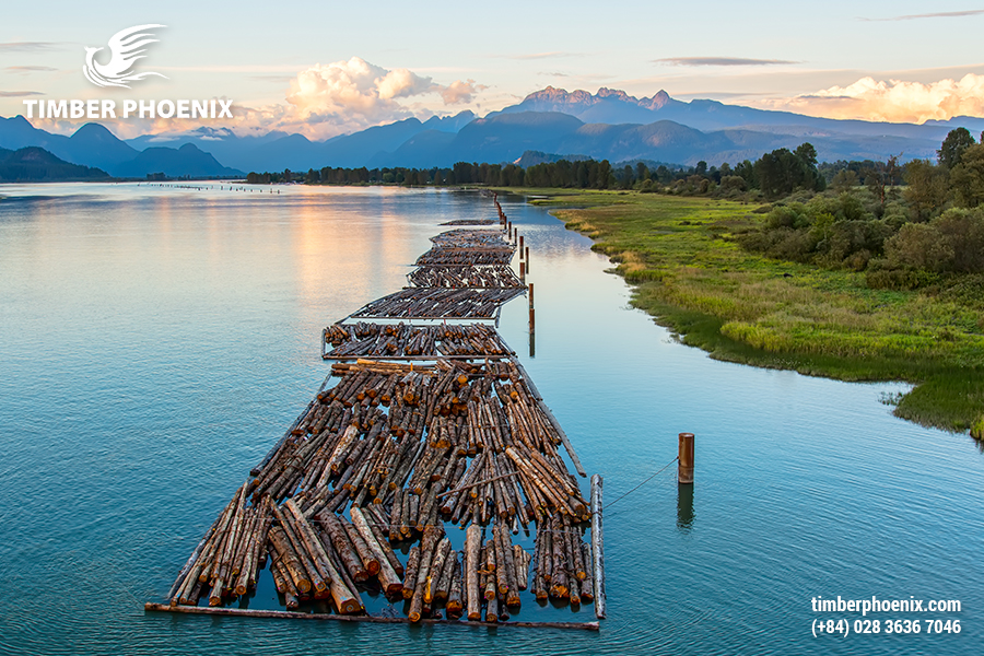 Thu mua nguyên liệu gỗ là gì? Quy trình thu mua nguyên liệu gỗ.