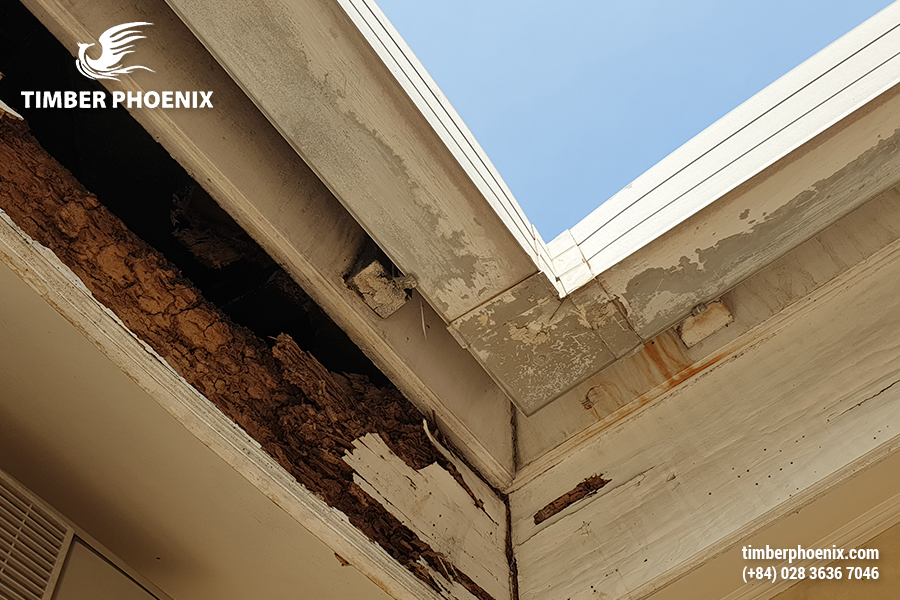 Côn trùng gây hại cho gỗ là gì? Khái niệm, tác hại và biện pháp khắc phục.