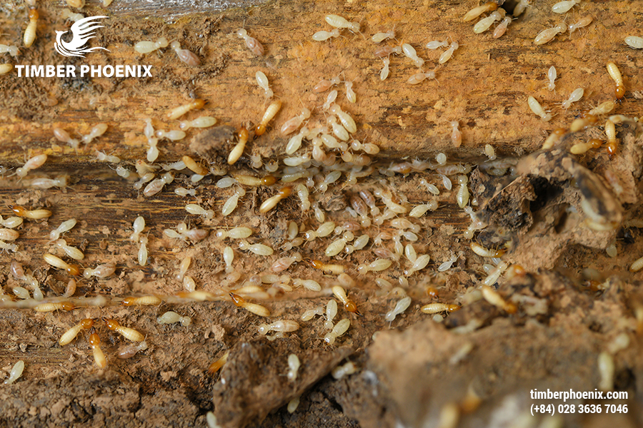 Côn trùng gây hại cho gỗ là gì? Khái niệm, tác hại và biện pháp khắc phục.