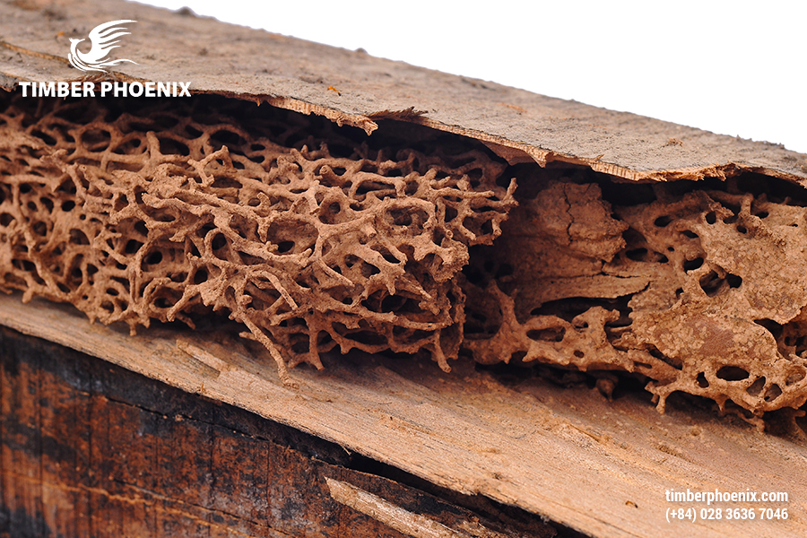 Côn trùng gây hại cho gỗ là gì? Khái niệm, tác hại và biện pháp khắc phục.