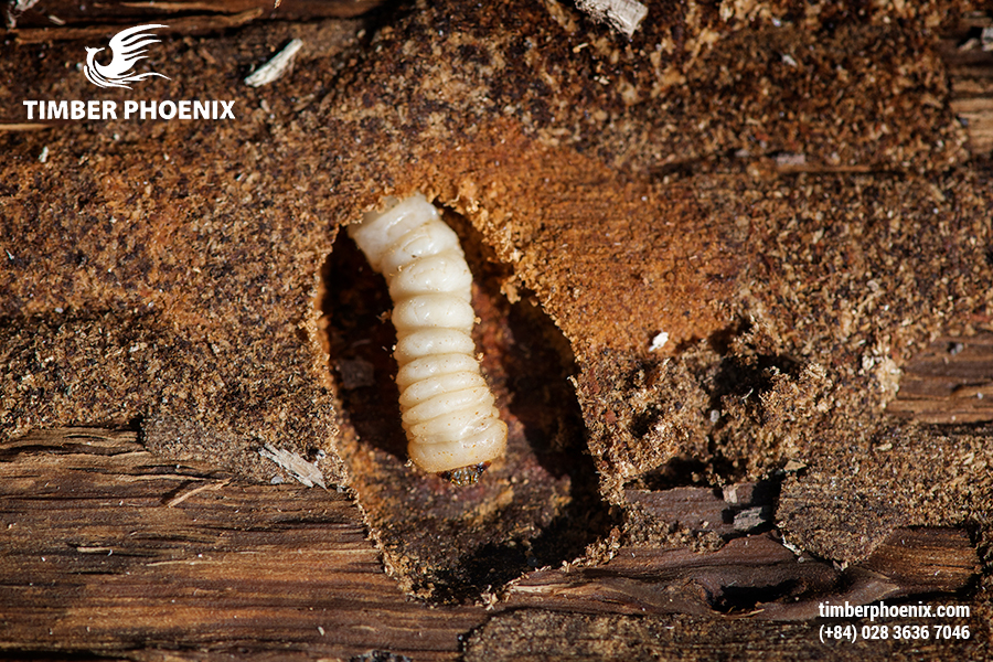 Côn trùng gây hại cho gỗ là gì? Khái niệm, tác hại và biện pháp khắc phục.