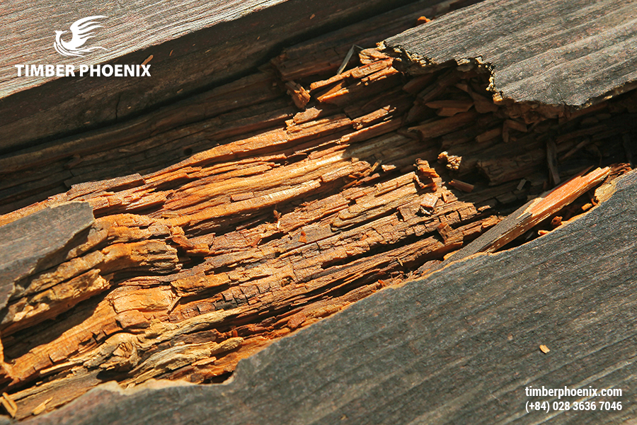 Khuyết điểm của gỗ là gì Các khuyết điểm phổ biến của gỗ và cách khắc phục. 